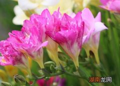 盆栽香雪兰的养护方法 香雪兰用多大的盆栽种合适