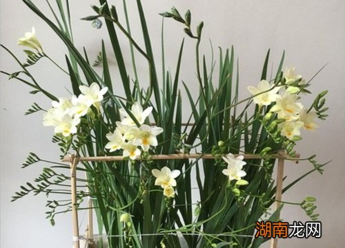 盆栽香雪兰的养护方法 香雪兰用多大的盆栽种合适