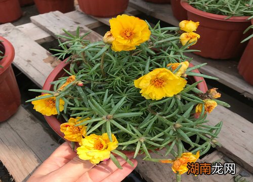 太阳花扦插方法 太阳花10月份可以插活吗