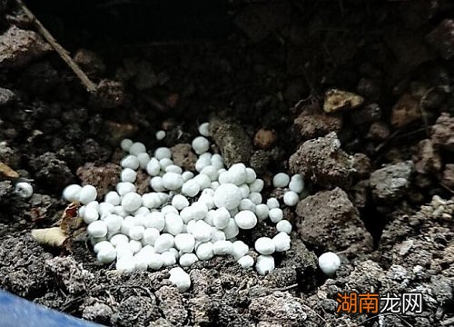 复合肥的最佳使用方法 复合肥做底肥烧苗吗