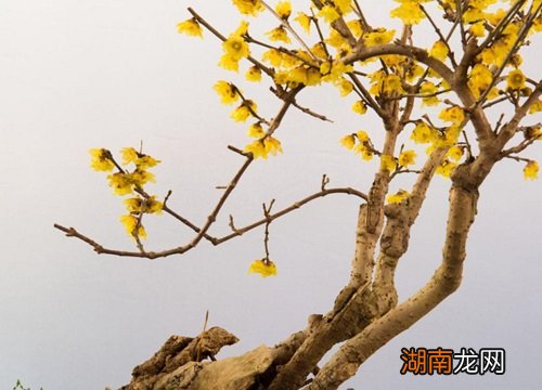 梅花是什么季节开的冬天还是春天