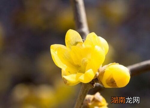 梅花是什么季节开的冬天还是春天