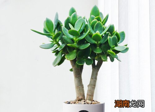 玉树嫁接长寿花几月份最合适?怎样扦插?