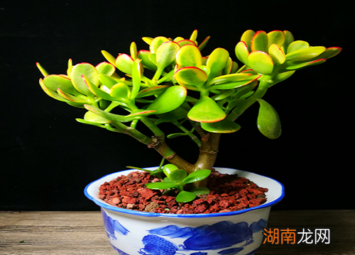 玉树嫁接长寿花几月份最合适?怎样扦插?