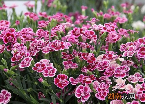 欧石竹做草坪耐踩吗 欧石竹做草坪的坏处有哪些