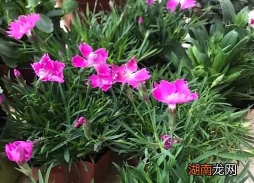 欧石竹做草坪耐踩吗 欧石竹做草坪的坏处有哪些