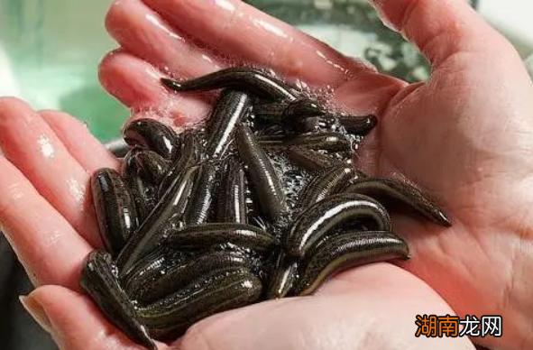 养殖蚂蟥赚钱吗 农村最贵的药材800一斤