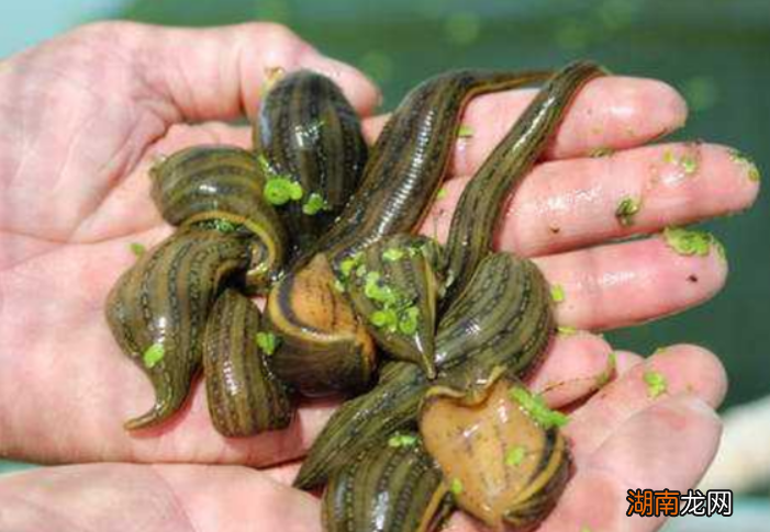 养殖蚂蟥赚钱吗 农村最贵的药材800一斤