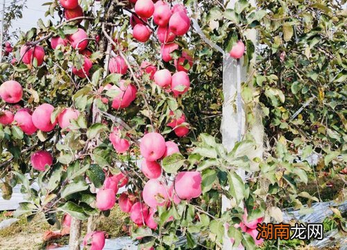 苹果果实腐烂病的防治方法 苹果腐烂病用什么药最有效