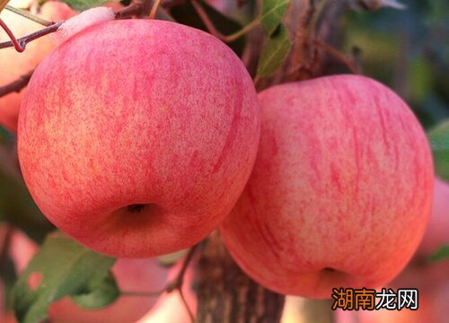 苹果果实腐烂病的防治方法 苹果腐烂病用什么药最有效