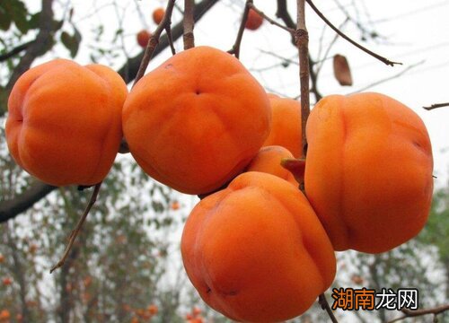 柿子的收获采摘时机 柿子什么时候采摘最好