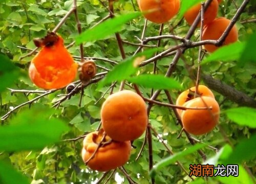 柿子的收获采摘时机 柿子什么时候采摘最好