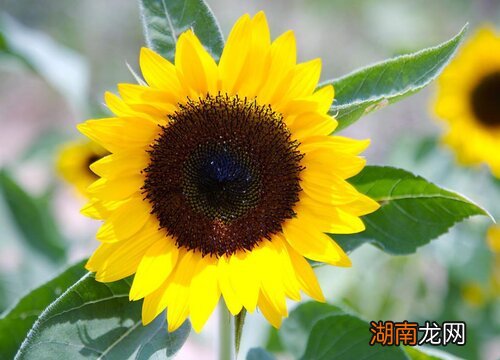 向日葵一般可以送什么人合适 向日葵赠送对象