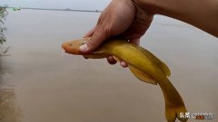 牛尾巴鱼能一口咬掉鲫鱼的尾部 牛尾巴鱼学名叫什么