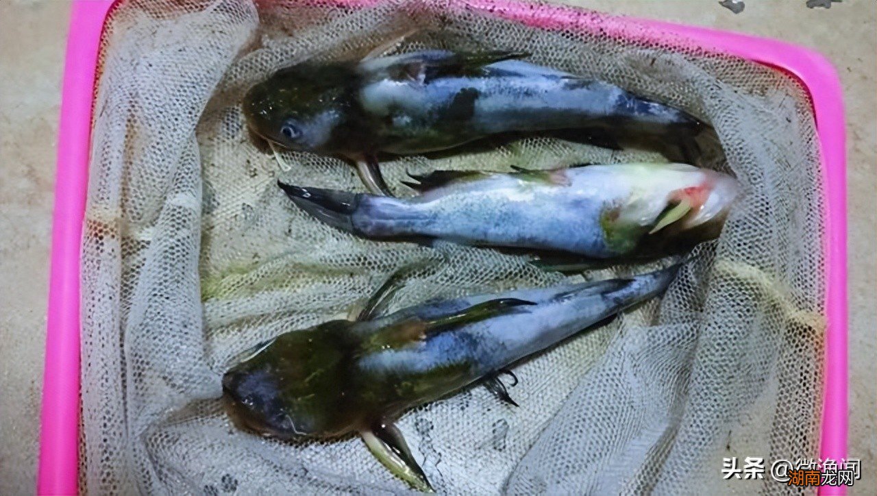 牛尾巴鱼能一口咬掉鲫鱼的尾部 牛尾巴鱼学名叫什么