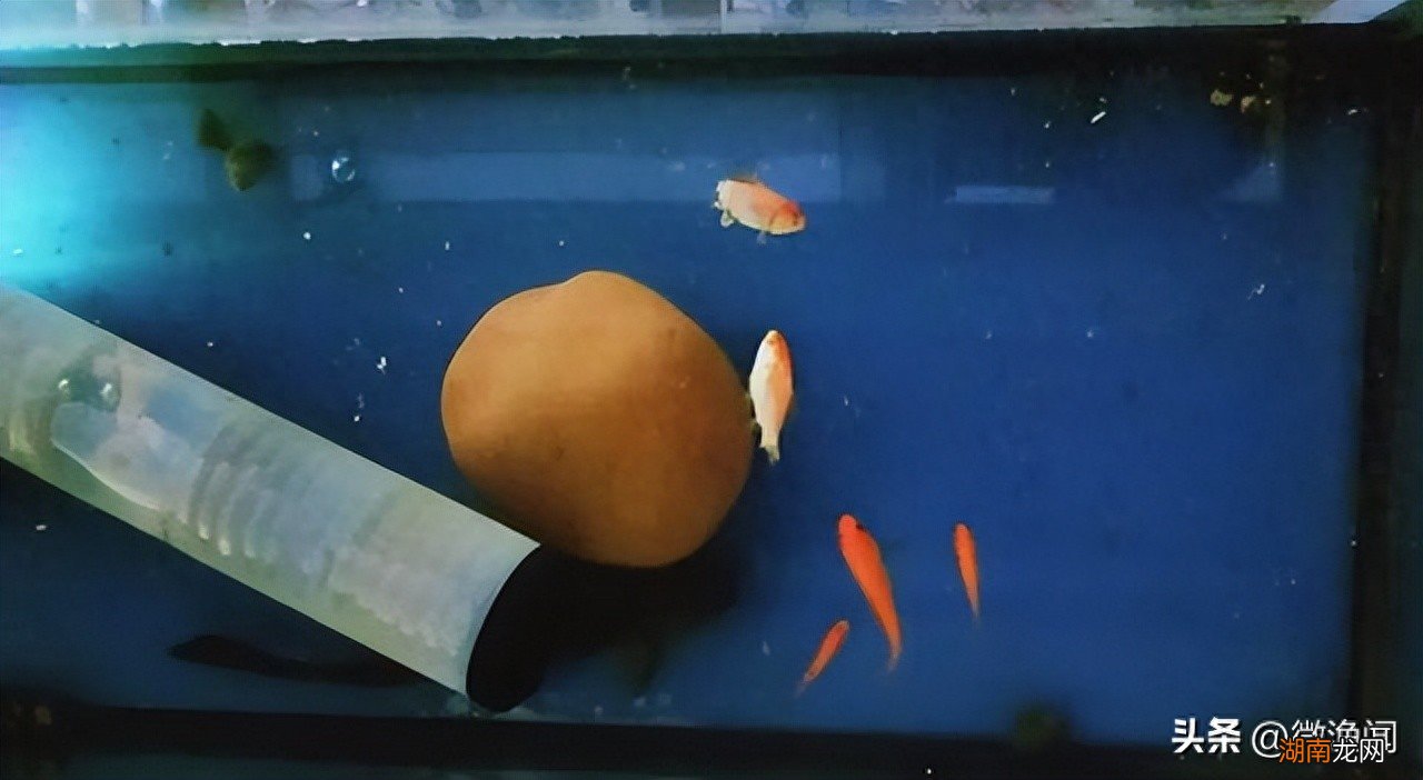 牛尾巴鱼能一口咬掉鲫鱼的尾部 牛尾巴鱼学名叫什么