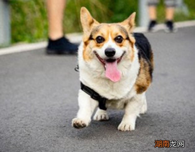 柯基犬的后天训练更重要 柯基智商排名是怎样的