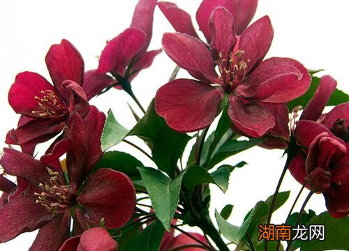 海棠花的寓意和象征 家里养海棠花不吉利真的吗