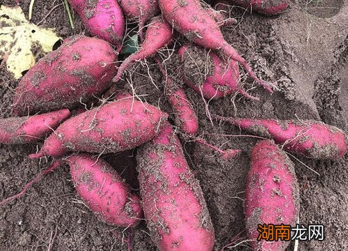 红薯采收后的保存方法 红薯什么时候收获最好