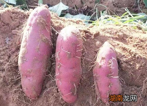 红薯采收后的保存方法 红薯什么时候收获最好