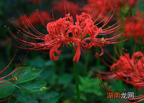 彼岸花种植倒霉的原因 养彼岸花去晦气吗