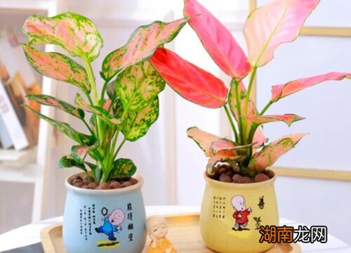 在家里养如意皇后的方法 如意皇后有毒吗