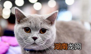 很仙的猫名 仙气飘飘的猫猫名