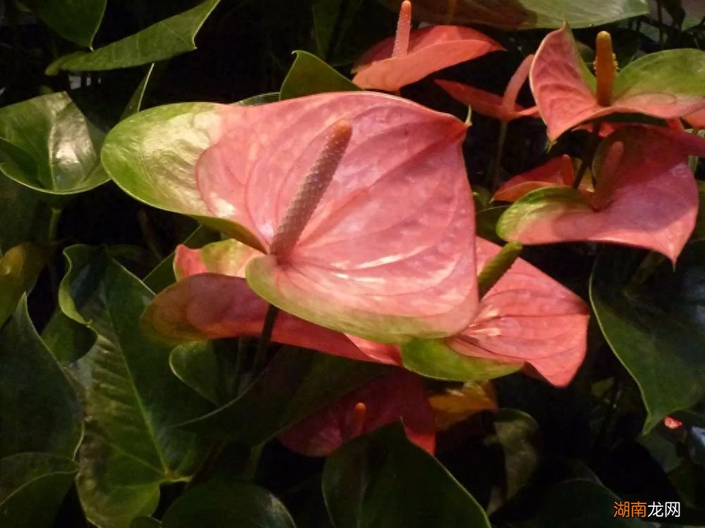 家里养殖红掌花的关键要点 红掌花适合在室内养吗