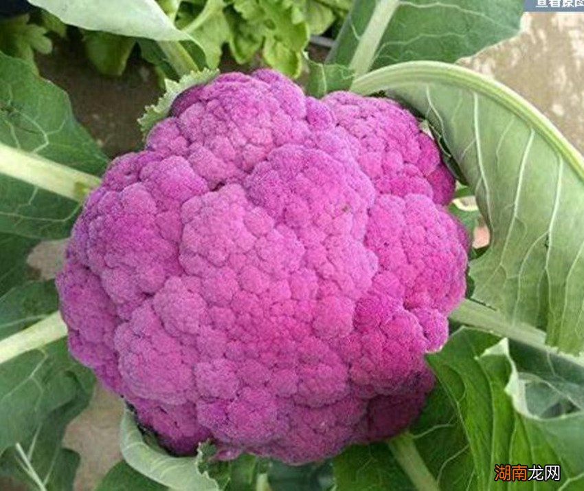 几种适合农村种植的特色农产品推荐