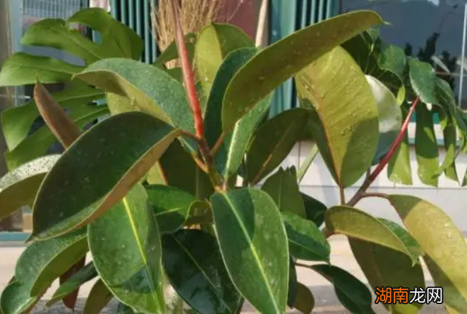橡皮树落叶的原因及补救方法 橡皮树掉叶子是怎么回事