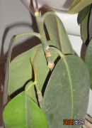 橡皮树落叶的原因及补救方法 橡皮树掉叶子是怎么回事