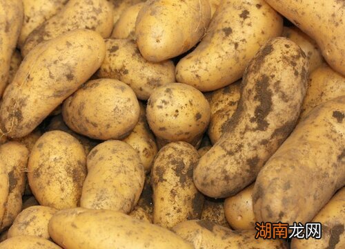 土豆种植最佳时间 什么时候种土豆是最好的时候