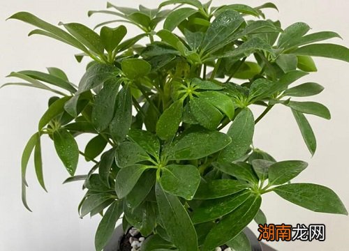 鸭掌木建议在家里养殖吗 鸭脚木种在家里禁忌