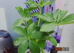 鸭掌木建议在家里养殖吗 鸭脚木种在家里禁忌