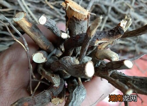 梅花代表的含义 梅花品质和精神寓意是什么意思