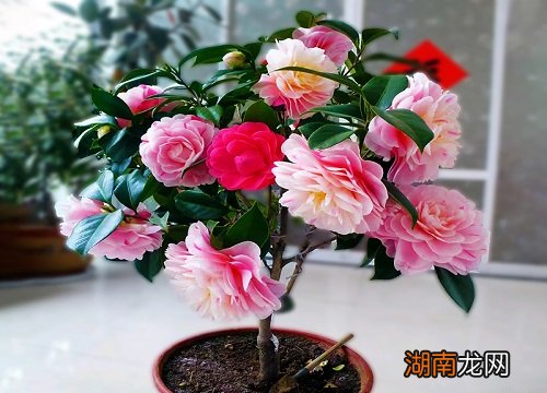 对比有什么区别 茶梅和茶花哪个贵一点