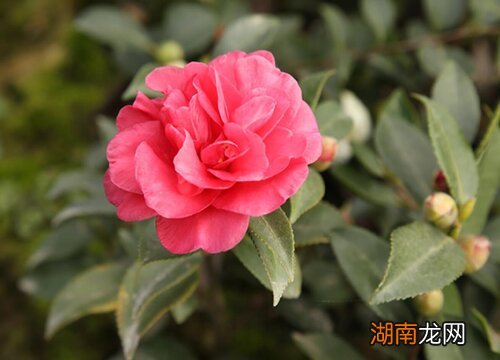 对比有什么区别 茶梅和茶花哪个贵一点