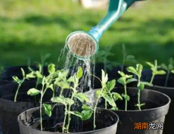 食用醋浇花有什么好处 浇花用食醋还是白醋比较好