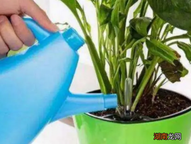 食用醋浇花有什么好处 浇花用食醋还是白醋比较好