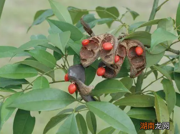 红豆杉树是什么树 结红豆豆的叫什么植物图片