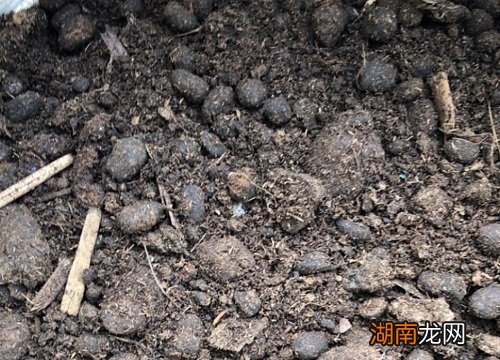 羊粪怎么处理来养花能达到最好效果 羊粪养花好吗
