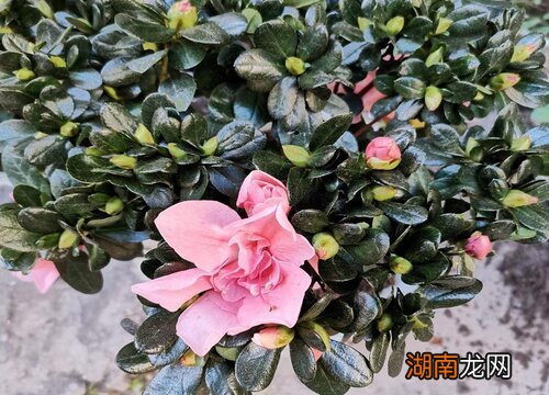 杜鹃花的种子种出小苗技巧 杜鹃花种子播种的方法