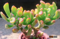 吸财树用小盆还是大盆 吸财树用什么盆好看又好养