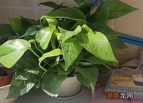 绿萝插土里怎么生根快 绿萝插土里就能活吗