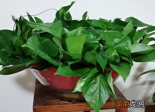 绿萝插土里怎么生根快 绿萝插土里就能活吗