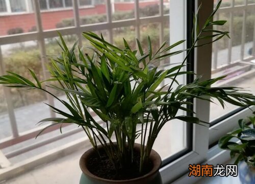 摆放在客厅哪个地方好 富贵椰子风水摆放禁忌