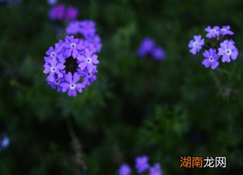 粉色满天星象征的寓意 粉色满天星适合送什么人