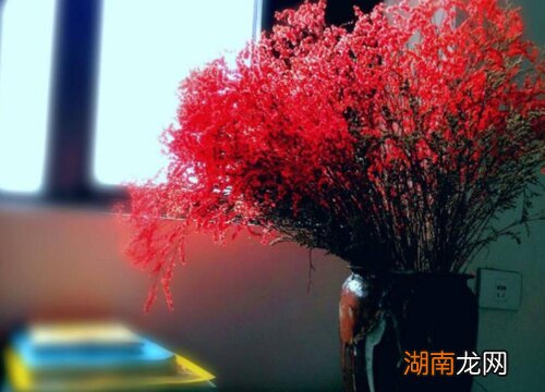 粉色满天星象征的寓意 粉色满天星适合送什么人