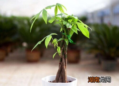 发财树怎样浇水才是正确的