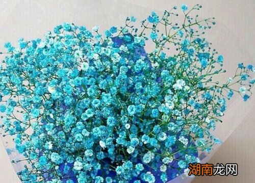 满天星干花的3大制作方法 新鲜满天星怎么保存成干花